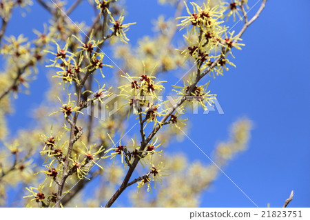 Witch hazel flower Witch hazel flower 21823751