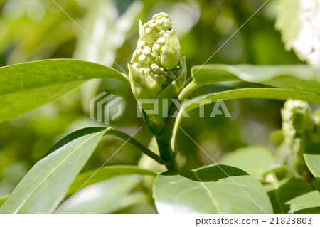 Bud of Aoki 21823803