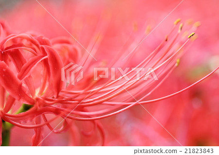 Up pimplesa 21823843