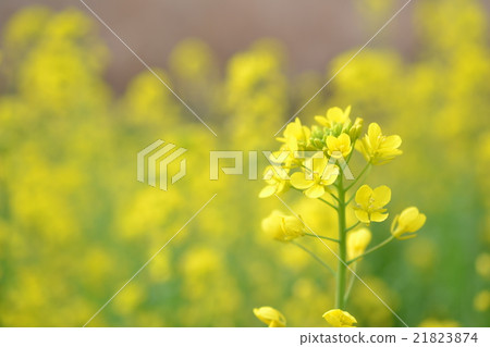 強姦開花 21823874