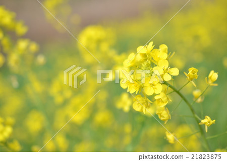 強姦開花 21823875