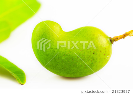 green mango isolated on white background, popular  21823957