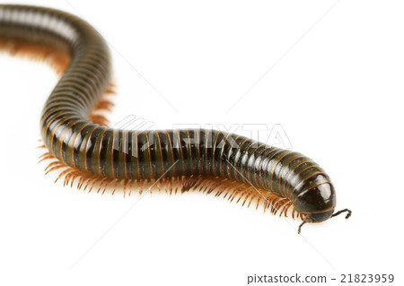 animal millipede isolated on white background animal millipede isolated on white background 21823959