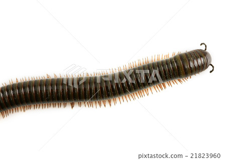 animal millipede isolated on white background animal millipede isolated on white background 21823960
