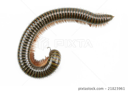 animal millipede isolated on white background  21823961