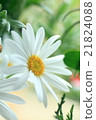 English Daisy 21824088