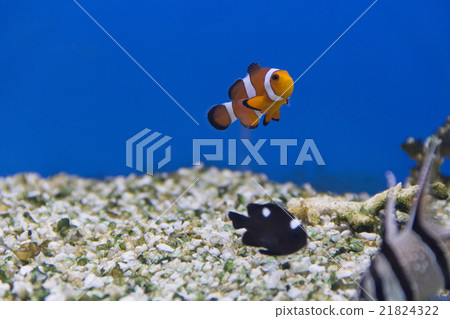 Clown fish and dascyllus trimaculatus domino Clown fish and dascyllus trimaculatus domino 21824322