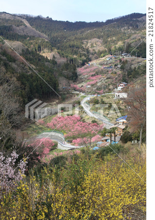 Hanamo的故鄉 21824517