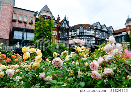 六月的白色情人公園玫瑰 六月的白色情人公園玫瑰 21824523