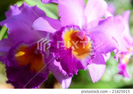 Flower, Queen of Western run, Cattleya 21825015