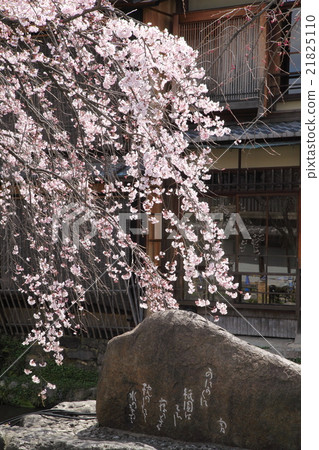 祗園白川町埋葬樹櫻桃樹 21825110