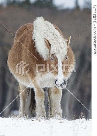 Cold horse ataka wintering place Cold horse ataka wintering place 21825173
