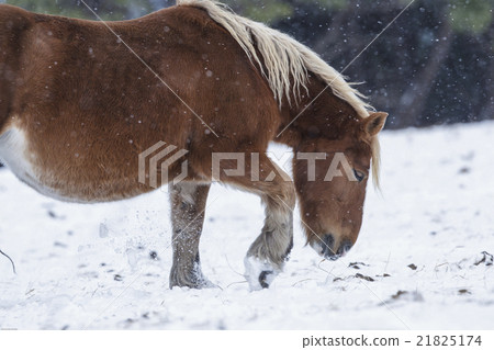 Cold horse ataka wintering place Cold horse ataka wintering place 21825174