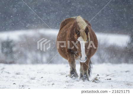 Cold horse ataka wintering place Cold horse ataka wintering place 21825175