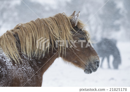 冷馬ataka越冬的地方 21825178