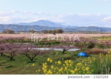 Peach blossoms 21825268