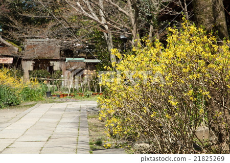 Kyoto Gyoen Munakata Shrine's Renyo 21825269