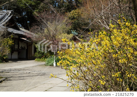 Kyoto Gyoen Munakata Shrine's Renyo Kyoto Gyoen Munakata Shrine's Renyo 21825270