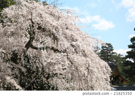 Branched cherry blossoms of Kyoto Imperial Palace Konge House residence Branched cherry blossoms of Kyoto Imperial Palace Konge House residence 21825350