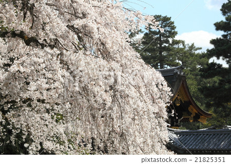 Branched cherry blossoms of Kyoto Imperial Palace Konge House residence Branched cherry blossoms of Kyoto Imperial Palace Konge House residence 21825351