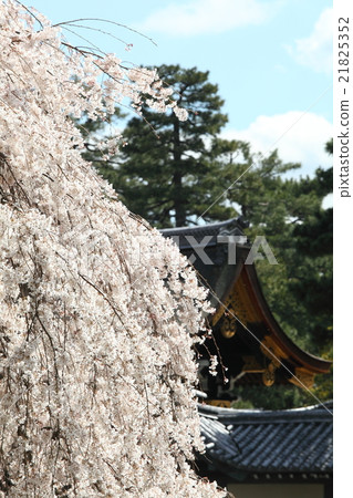 Branched cherry blossoms of Kyoto Imperial Palace Konge House residence Branched cherry blossoms of Kyoto Imperial Palace Konge House residence 21825352
