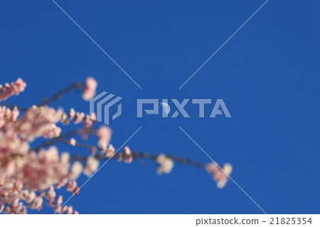 櫻花和月亮 櫻花和月亮 21825354