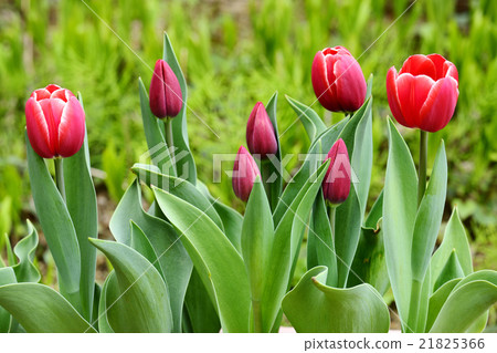 Tulip flower Tulip flower 21825366