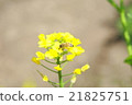 Rape flower and bee Rape flower and bee 21825751