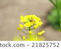 Rape flowers and bees 2 Rape flowers and bees 2 21825752