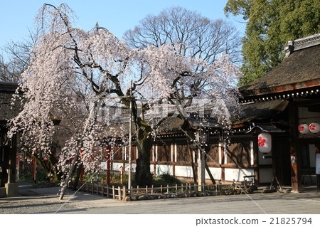 Branch cherry blossoms of Hirano Shrine Sakigake 21825794