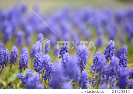 Spring messenger Muscari Spring messenger Muscari 21825813