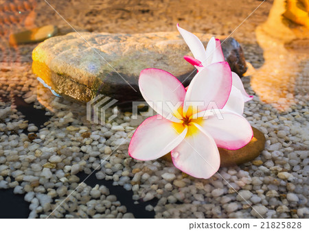 plumeria or frangipani on water and pebble rock plumeria or frangipani on water and pebble rock 21825828