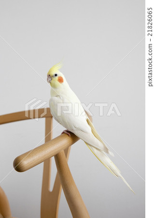 玄鳳鸚鵡 21826065