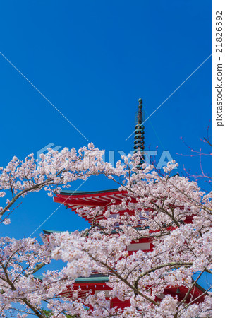 Cherry Blossoms Cherry Blossoms 21826392