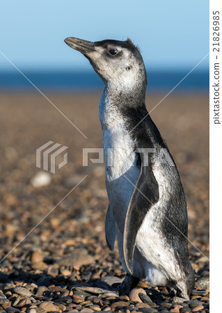 baby Patagonia penguin close up portrait baby Patagonia penguin close up portrait 21826985