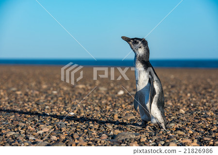 baby Patagonia penguin close up portrait 21826986