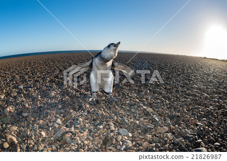 baby Patagonia penguin close up portrait 21826987