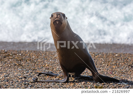 female sea lion on the beach 21826997