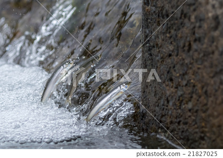 Natural migration of aleuria Natural migration of aleuria 21827025