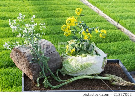 Abandoned radish, flower blooming from Chinese cabbage 1 21827092