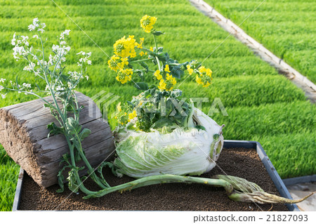 Abandoned radish, flower blooming from Chinese cabbage 2 21827093