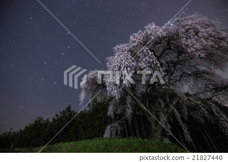 Otomefuda's ferns and big dipper 21827440