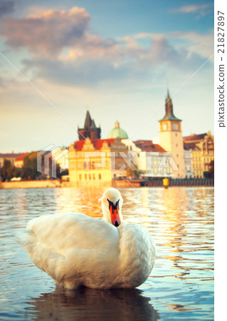 Swans on the river Vltava in Prague 21827897