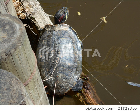 Turtle in the pond Turtle in the pond 21828310