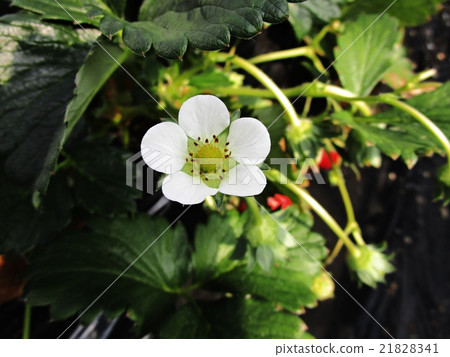 Strawberry picking Strawberry picking 21828341