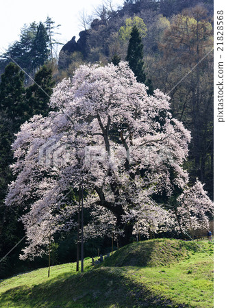 Akiyama的作品Zakura Fukushima county Akiyama的作品Zakura Fukushima county 21828568