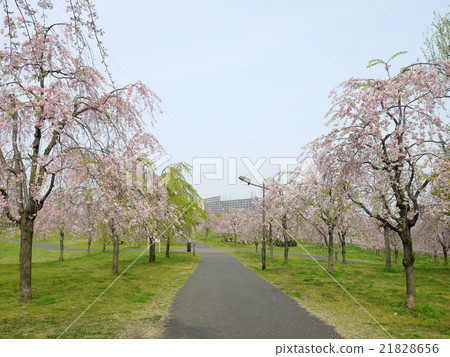 Shidarezakura at Hara Park in Ogaki (April) Arakawa-ku, Tokyo 21828656