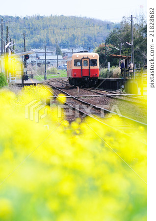 Kominato鐵路火車停在油菜花盛開的海洋樹木站 21828682