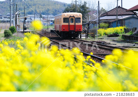 一列Kominato鐵路從一個海洋樹木站出發，油菜花盛開 21828683