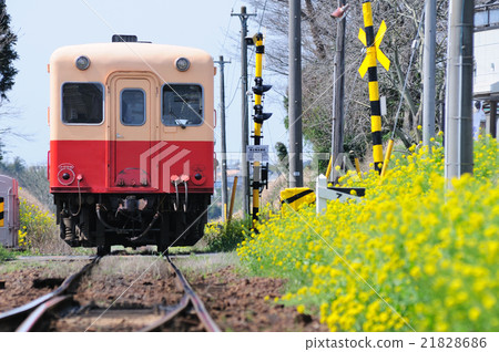 Kominato鐵路車跑掉油菜花 21828686